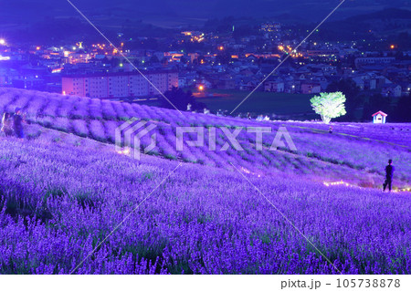 (北海道)かみふらの・日の出公園ラベンダー園 ライトアップ (北海道)かみふらの・日の出公園ラベンダー園 ライトアップ 105738878
