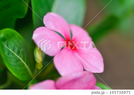 ludwigia adscendens , West Indian paeriwinkle or pink flower and grasshopper ludwigia adscendens , West Indian paeriwinkle or pink flower and grasshopper 105738975