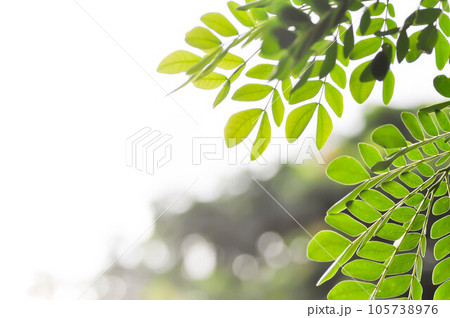 Rain tree or Samanea saman, LEGUMINOSAE MIMOSOIDEAE and sky Rain tree or Samanea saman, LEGUMINOSAE MIMOSOIDEAE and sky 105738976