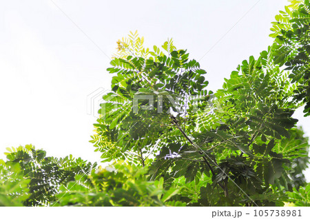 Rain tree or Samanea saman, LEGUMINOSAE MIMOSOIDEAE and sky 105738981