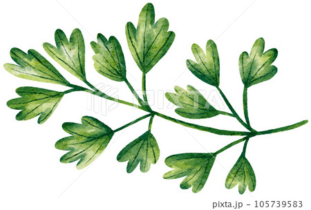 coriander watercolor style painting 105739583