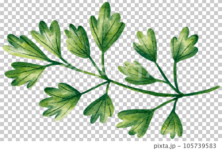 coriander watercolor style painting 105739583