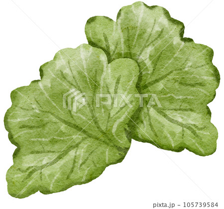 vegetable watercolor style painting 105739584