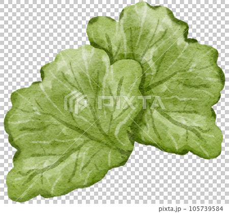 vegetable watercolor style painting 105739584