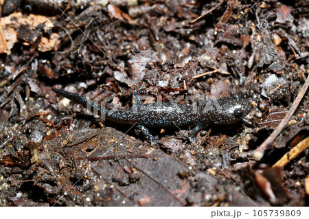 落ち葉の下にいたクロサンショウウオ　幼体 105739809