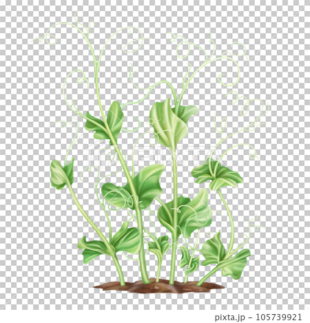 Young green sprouting pea sprouts from seeds. A legume plant growing from the soil in a home garden. Organic micro-greens for healthy food, natural dishes, green salads. Isolated illustration Young green sprouting pea sprouts from seeds. A legume plant growing from the soil in a home garden. Organic micro-greens for healthy food, natural dishes, green salads. Isolated illustration 105739921