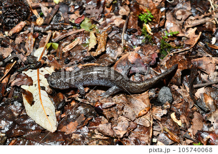 落ち葉の上を歩くトウキョウサンショウウオ幼体 105740068