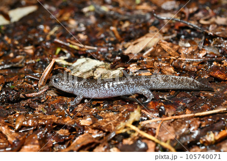 トウキョウサンショウウオ　幼体 105740071