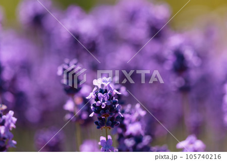 満開のラベンダー 105740216