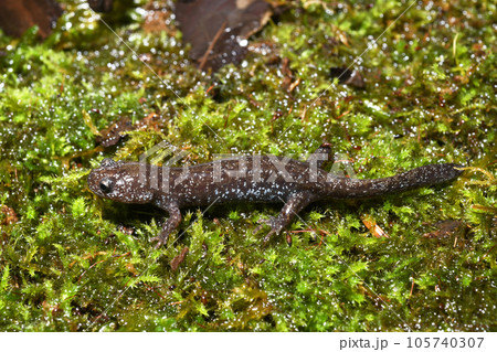 イワキサンショウウオ　幼体 105740307