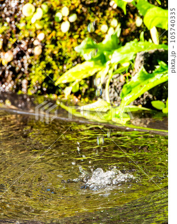 夏の清涼な景色　水鉢に波紋を作る清涼な水滴　背景素材 105740335