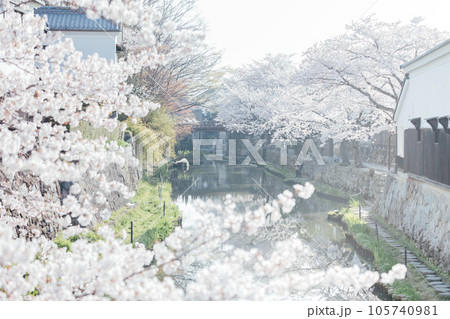 滋賀県近江八幡市 八幡堀の桜 滋賀県近江八幡市 八幡堀の桜 105740981