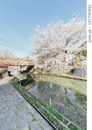 滋賀県近江八幡市　八幡堀の桜 105740982