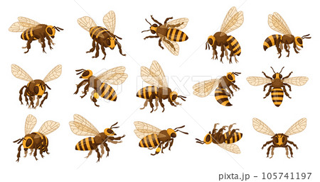 Honey bee set. Cartoon flying insects, winged honeybee, cute striped bumblebee insects flat vector illustration collection. Bee insects 105741197