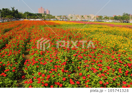 花 フラワー お花 105741328