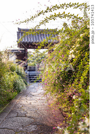 京都の秋、萩の寺・常林寺、山門へと続く石畳の参道に満開のハギとススキ 京都の秋、萩の寺・常林寺、山門へと続く石畳の参道に満開のハギとススキ 105741413
