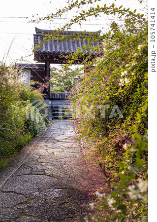 京都の秋、萩の寺・常林寺、山門へと続く石畳の参道に満開のハギとススキ 京都の秋、萩の寺・常林寺、山門へと続く石畳の参道に満開のハギとススキ 105741414