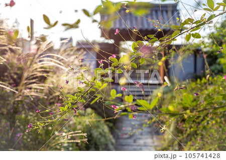 京都の秋、萩の寺・常林寺、満開のハギとススキに覆われた西陽の明るい境内夕景 京都の秋、萩の寺・常林寺、満開のハギとススキに覆われた西陽の明るい境内夕景 105741428