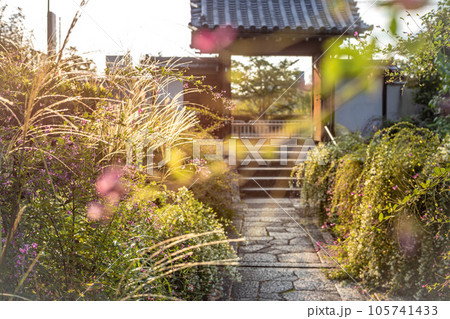 京都の秋、萩の寺・常林寺、満開のハギとススキに覆われた西陽の明るい境内夕景 105741433