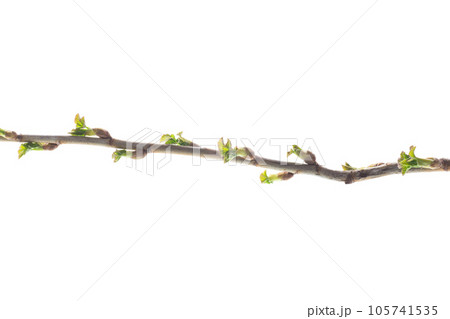 branch with young currant leaves on white background branch with young currant leaves on white background 105741535