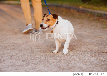 Dog needs leash training. Dog refusing to walk calm on leash pulling owner back Dog needs leash training. Dog refusing to walk calm on leash pulling owner back 105741913