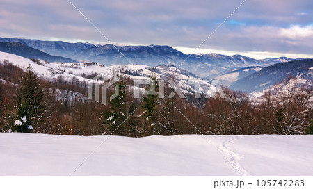 forested hills of carpathian countryside in winter. trees on snow covered meadow. overcast gloomy weather 105742283