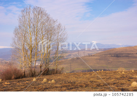 tree on the hill in early spring. rural landscape with snow capped mountains in the distance 105742285