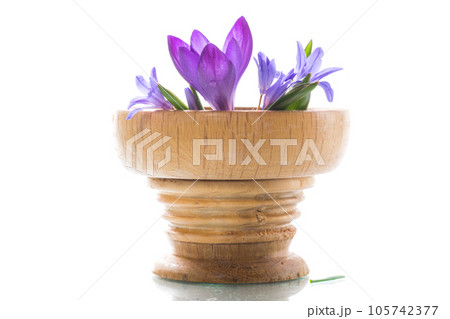 early spring purple flowers crocuses on white background 105742377