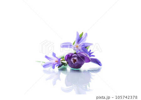 early spring purple flowers crocuses on white background 105742378