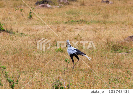 Secretarybird or secretary bird (Sagittarius serpentarius) walking in Serengeti national park, Tanzania Secretarybird or secretary bird (Sagittarius serpentarius) walking in Serengeti national park, Tanzania 105742432