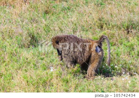 Olive Baboon (Papio anubis) eating flowers in savanna in Serengeti national park, Tanzania 105742434