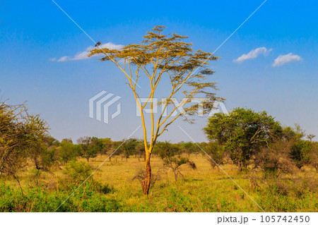 Marabou stork (Leptoptilos crumeniferus) on a tree in Serengeti National Park, Tanzania Marabou stork (Leptoptilos crumeniferus) on a tree in Serengeti National Park, Tanzania 105742450