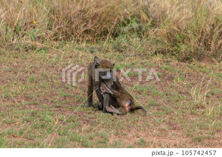 Two young olive baboons (Papio anubis) playing in savanna in Serengeti national park, Tanzania Two young olive baboons (Papio anubis) playing in savanna in Serengeti national park, Tanzania 105742457