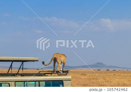 Cheetah (Acinonyx jubatus) on a top of SUV car in savanna in Serengeti National park in Tanzania. Safari in Africa Cheetah (Acinonyx jubatus) on a top of SUV car in savanna in Serengeti National park in Tanzania. Safari in Africa 105742462