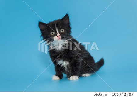 Black mongrel kitten with a white breast and paws Black mongrel kitten with a white breast and paws 105742787