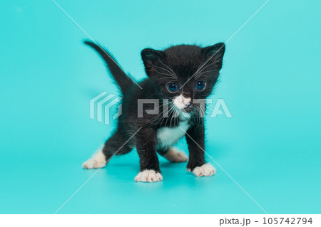 Black 3-week-old kitten with white paws Black 3-week-old kitten with white paws 105742794