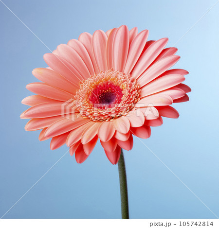 Gerbera flower on a pastel background. Minimalism. Gerbera flower on a pastel background. Minimalism. 105742814