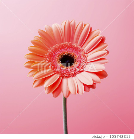Gerbera flower on a pastel background. Minimalism. Gerbera flower on a pastel background. Minimalism. 105742815