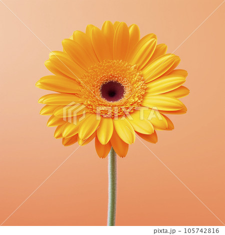 Gerbera flower on a pastel background. Minimalism. Gerbera flower on a pastel background. Minimalism. 105742816