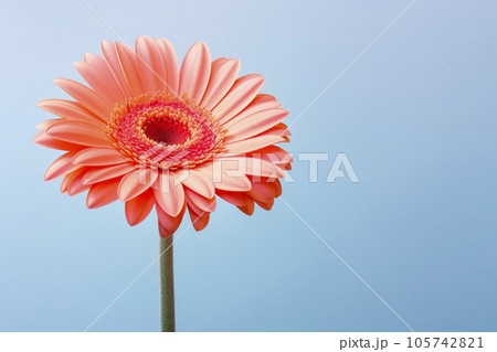 Gerbera flower on a pastel background. Minimalism. Mockup. Gerbera flower on a pastel background. Minimalism. Mockup. 105742821