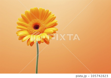 Gerbera flower on a pastel background. Minimalism. Mockup. 105742823