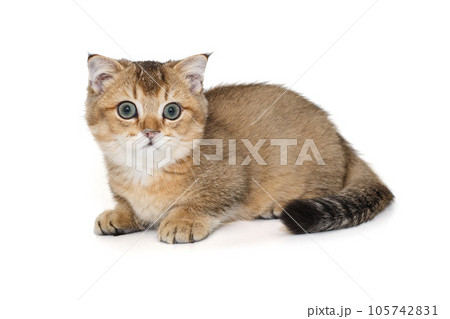 Young, beautiful Scottish kitten 105742831