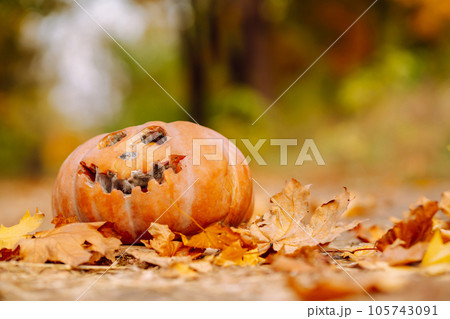 Traditional pumpkin as jack o'lantern, autumn fallen leaves lie on the park. Halloween greeting card Traditional pumpkin as jack o'lantern, autumn fallen leaves lie on the park. Halloween greeting card 105743091