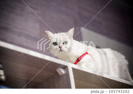 cat breed Scottish chinchilla with straight ears in a red leash is waiting for a walk cat breed Scottish chinchilla with straight ears in a red leash is waiting for a walk 105743202