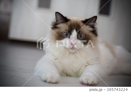 Young beautiful purebred Ragdoll cat at home 105743224