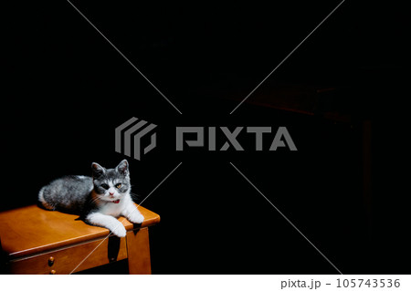 光があたる子猫 光があたる子猫 105743536