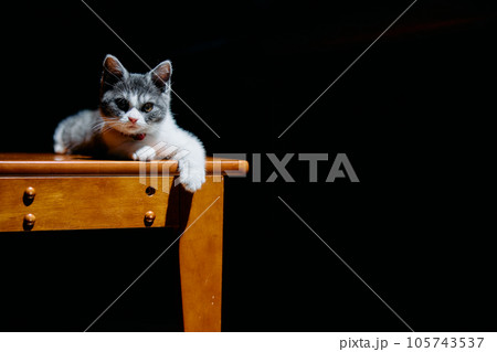 光があたる子猫 光があたる子猫 105743537