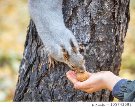 The boy feeds a squirrel with nuts from a hand in the wood The boy feeds a squirrel with nuts from a hand in the wood 105743695