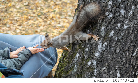 The boy feeds a squirrel with nuts from a hand in the wood The boy feeds a squirrel with nuts from a hand in the wood 105743712