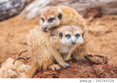 A group of cute meerkats. Meerkat Family are sunbathing. 105743729